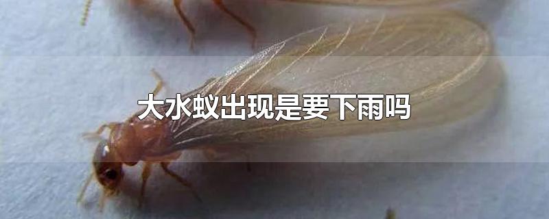 大水蚁出现是要下雨吗-最新大水蚁出现是要下雨吗整理解答