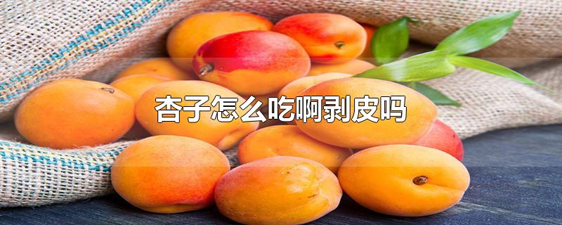 杏子怎么吃啊剥皮吗-最新杏子怎么吃啊剥皮吗整理解答