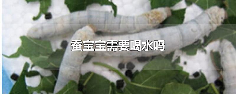 蚕宝宝需要喝水吗-最新蚕宝宝需要喝水吗整理解答