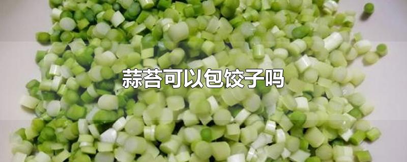 蒜苔可以包饺子吗