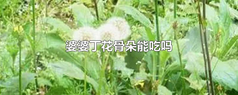 婆婆丁花骨朵能吃吗-最新婆婆丁花骨朵能吃吗整理解答