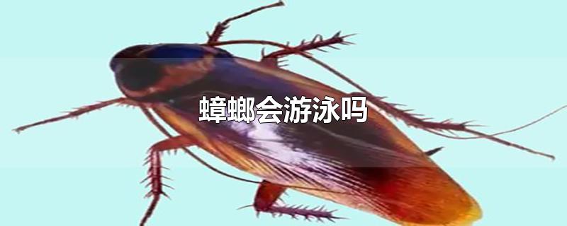 蟑螂会游泳吗