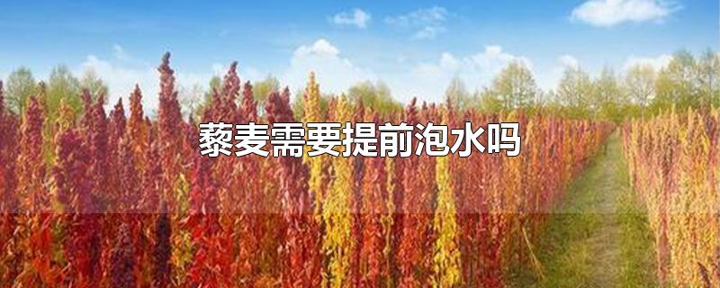 藜麦需要提前泡水吗-最新藜麦需要提前泡水吗整理解答