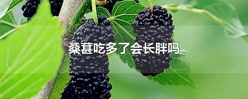 桑葚吃多了会长胖吗-最新桑葚吃多了会长胖吗整理解答