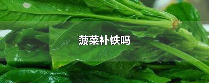 菠菜补铁吗-最新菠菜补铁吗整理解答