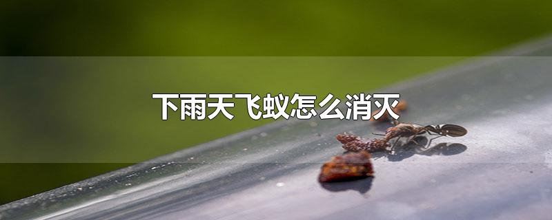 下雨天飞蚁怎么消灭-最新下雨天飞蚁怎么消灭整理解答