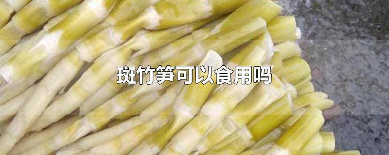 斑竹笋可以食用吗