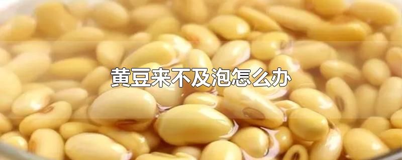 黄豆来不及泡怎么办-最新黄豆来不及泡怎么办整理解答