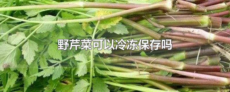 野芹菜可以冷冻保存吗