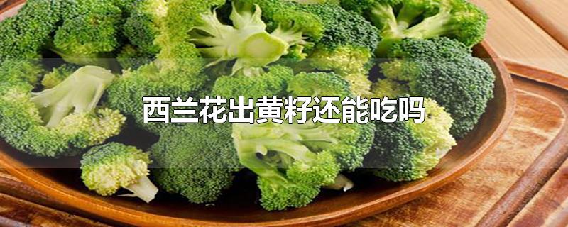 西兰花出黄籽还能吃吗-最新西兰花出黄籽还能吃吗整理解答