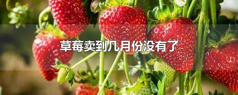 草莓卖到几月份没有了-最新草莓卖到几月份没有了整理解答