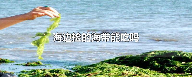 海边捡的海带能吃吗