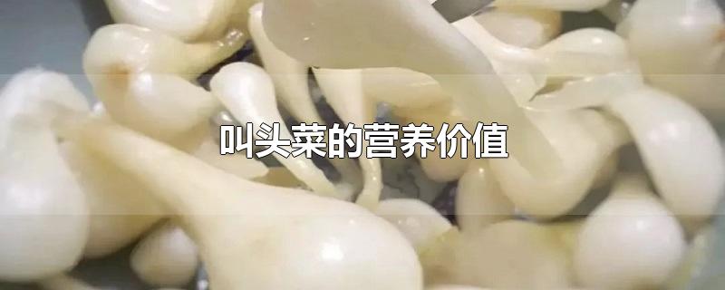 叫头菜的营养价值