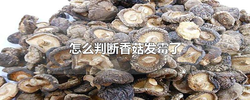 干香菇发霉照片 受潮图片