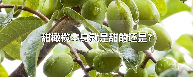 甜橄榄本身就是甜的还是?-最新甜橄榄本身就是甜的还是?整理解答