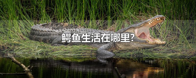 鳄鱼生活在哪里?-最新鳄鱼生活在哪里?整理解答