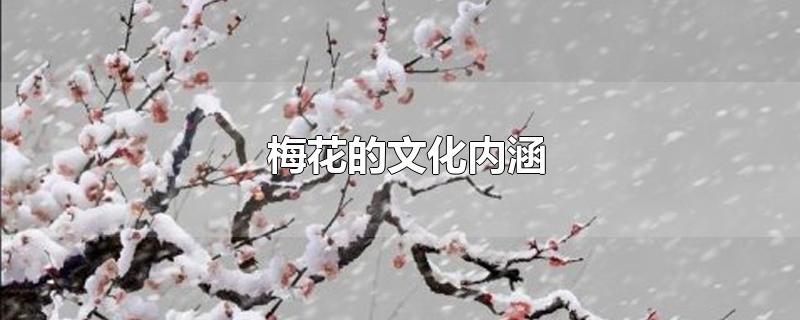 梅花的文化内涵-最新梅花的文化内涵整理解答