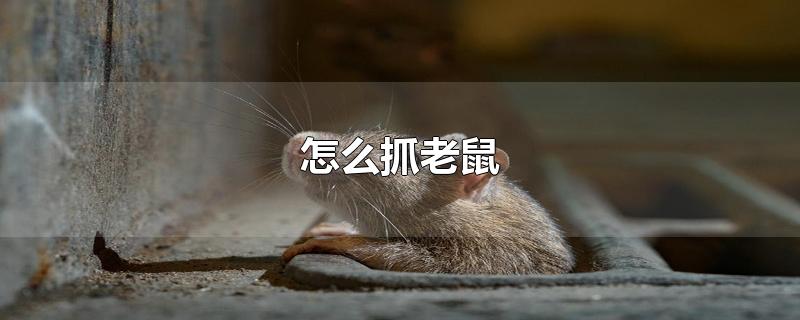 怎么抓老鼠-最新怎么抓老鼠整理解答