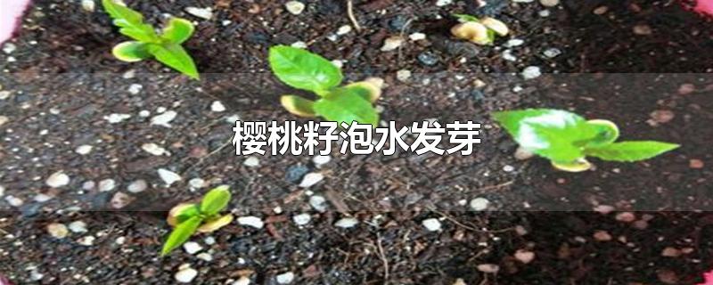 樱桃籽泡水发芽-最新樱桃籽泡水发芽整理解答