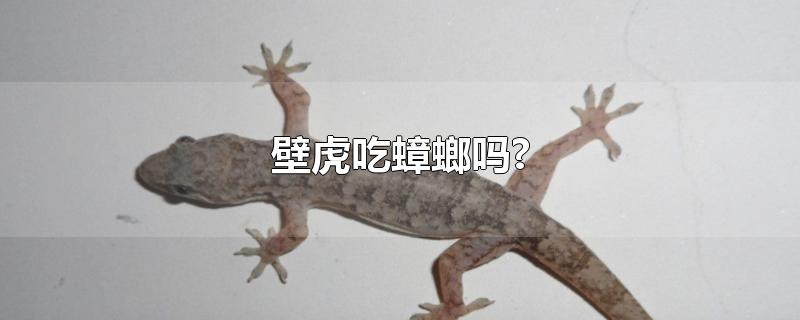 壁虎吃蟑螂吗?-最新壁虎吃蟑螂吗?整理解答