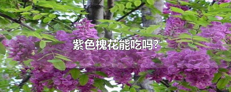 紫色槐花能吃吗?-最新紫色槐花能吃吗?整理解答