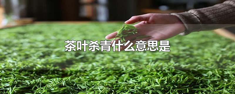 茶叶杀青什么意思是-最新茶叶杀青什么意思是整理解答