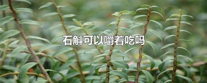 石斛可以嚼着吃吗-最新石斛可以嚼着吃吗整理解答