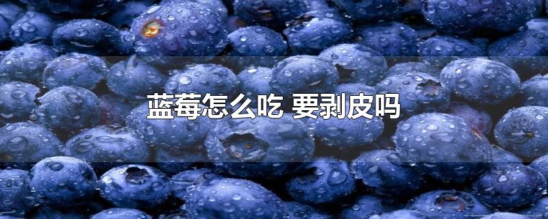 蓝莓怎么吃 要剥皮吗-最新蓝莓怎么吃 要剥皮吗整理解答