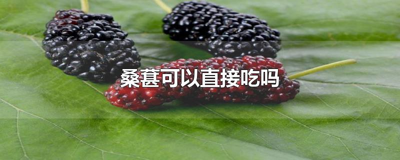 桑葚可以直接吃吗-最新桑葚可以直接吃吗整理解答