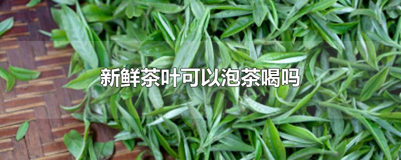 新鲜茶叶可以泡茶喝吗-最新新鲜茶叶可以泡茶喝吗整理解答