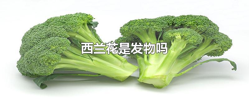 西兰花是发物吗-最新西兰花是发物吗整理解答