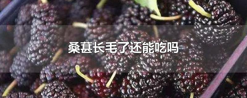 桑葚长毛了还能吃吗