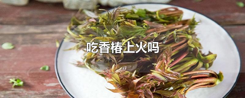 吃香椿上火吗-最新吃香椿上火吗整理解答