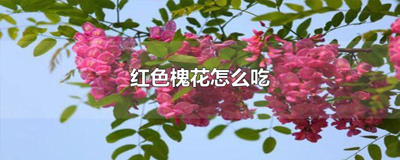 红色槐花怎么吃