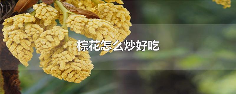 棕花怎么炒好吃-最新棕花怎么炒好吃整理解答