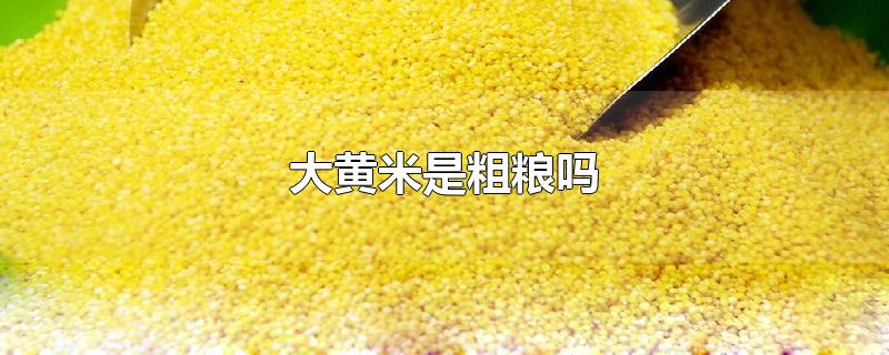 大黄米是粗粮吗-最新大黄米是粗粮吗整理解答