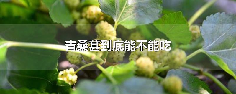 青桑葚到底能不能吃-最新青桑葚到底能不能吃整理解答