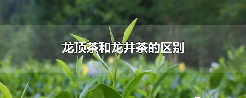 龙顶茶和龙井茶的区别-最新龙顶茶和龙井茶的区别整理解答