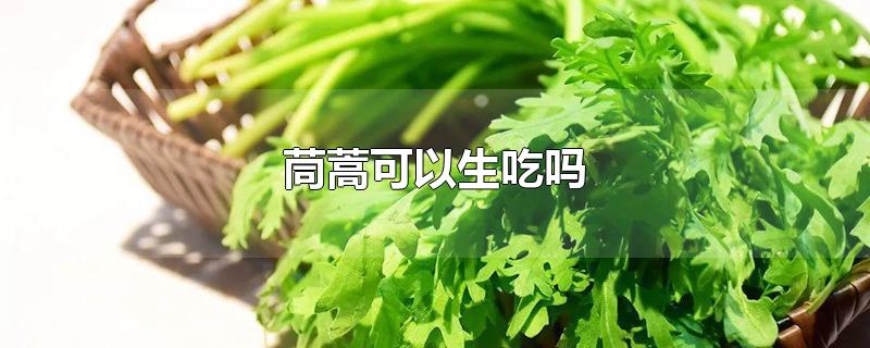 茼蒿可以生吃吗