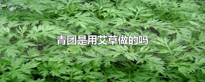 青团是用艾草做的吗-最新青团是用艾草做的吗整理解答