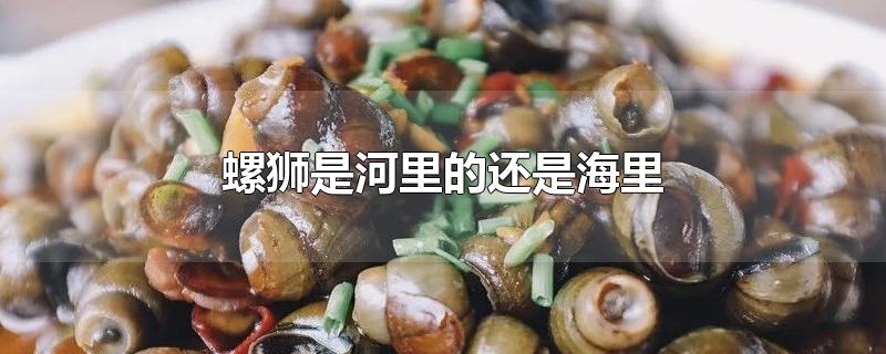 螺狮是河里的还是海里