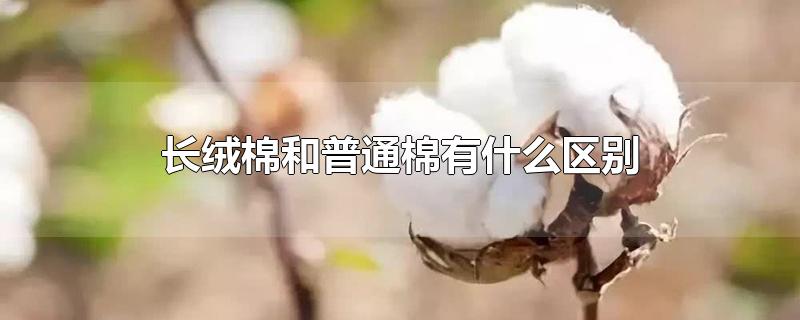 长绒棉和普通棉有什么区别