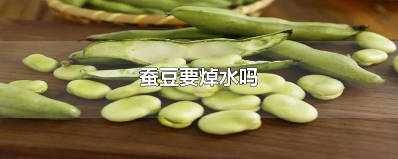 蚕豆要焯水吗