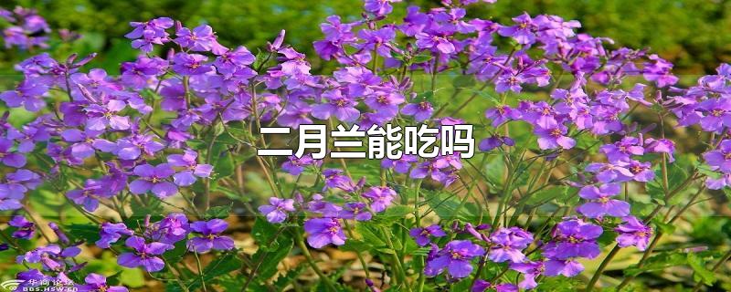 二月兰能吃吗-最新二月兰能吃吗整理解答