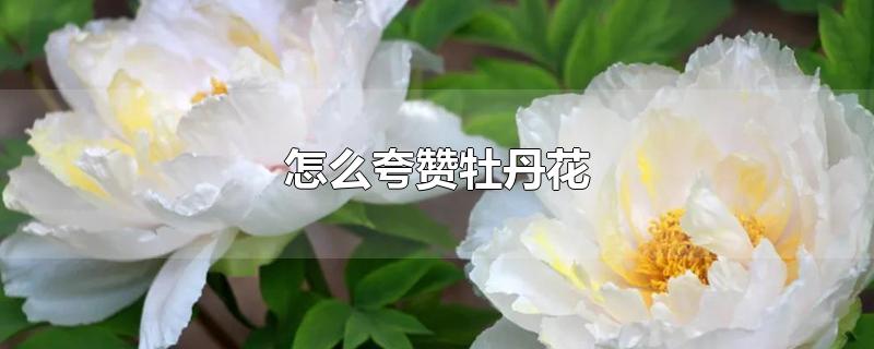 怎么夸赞牡丹花