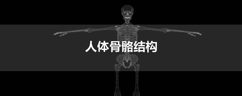 人体骨骼结构-最新人体骨骼结构整理解答