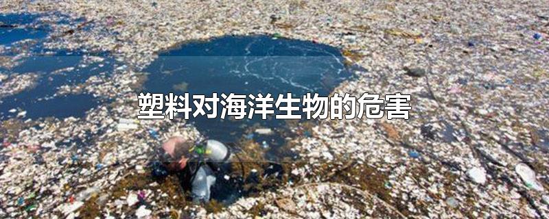 塑料对海洋生物的危害-最新塑料对海洋生物的危害整理解答