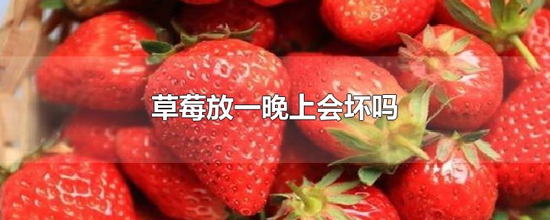 草莓放一晚上会坏吗-最新草莓放一晚上会坏吗整理解答