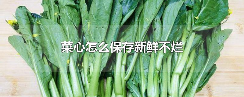 菜心怎么保存新鲜不烂-最新菜心怎么保存新鲜不烂整理解答