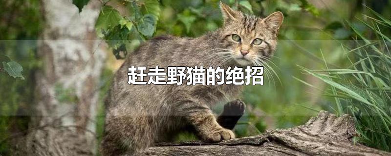 赶走野猫的绝招